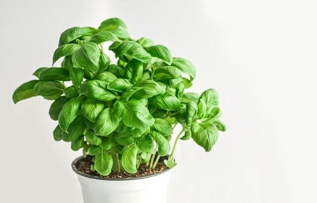 Ayurvedic herbs and spices basil